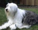 oh le chien
